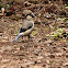 Priolo / Azores Bullfinch