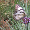 Brown Veined White