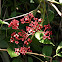 Medinilla
