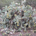 Big cactus (5 meters high)