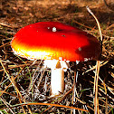 The Fly Agaric