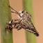 Robberflies in love