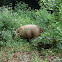 Feral Pig