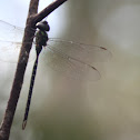 Swamp Darner Dragonfly