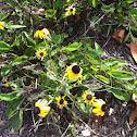 Black-eyed Susan