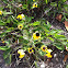 Black-eyed Susan