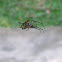 Pear-Shaped Leucauge