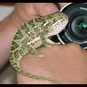 Flap-neck Chameleon