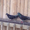 Rock Pigeon
