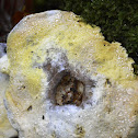Trametes suaveolens, juvenile