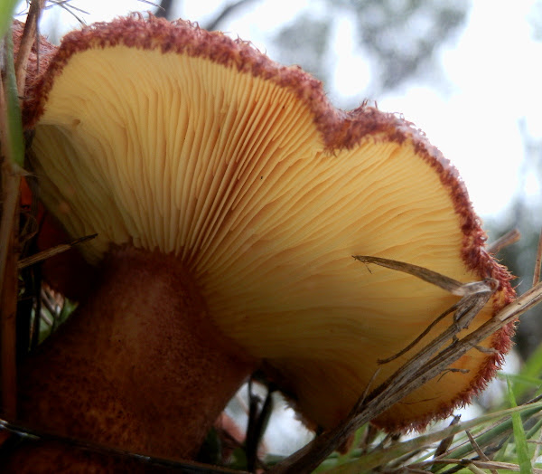 Plums and Custard Mushroom Project Noah