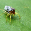 Unknown Jumping Spider