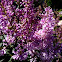 Lilac starts to bloom