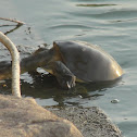 Indian flapshell turtle