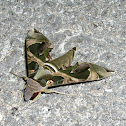 Oleander Hawk Moth