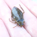 Great Diving Beetle