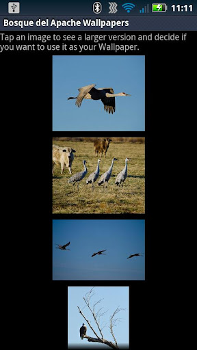 Bosque del Apache Wallpapers