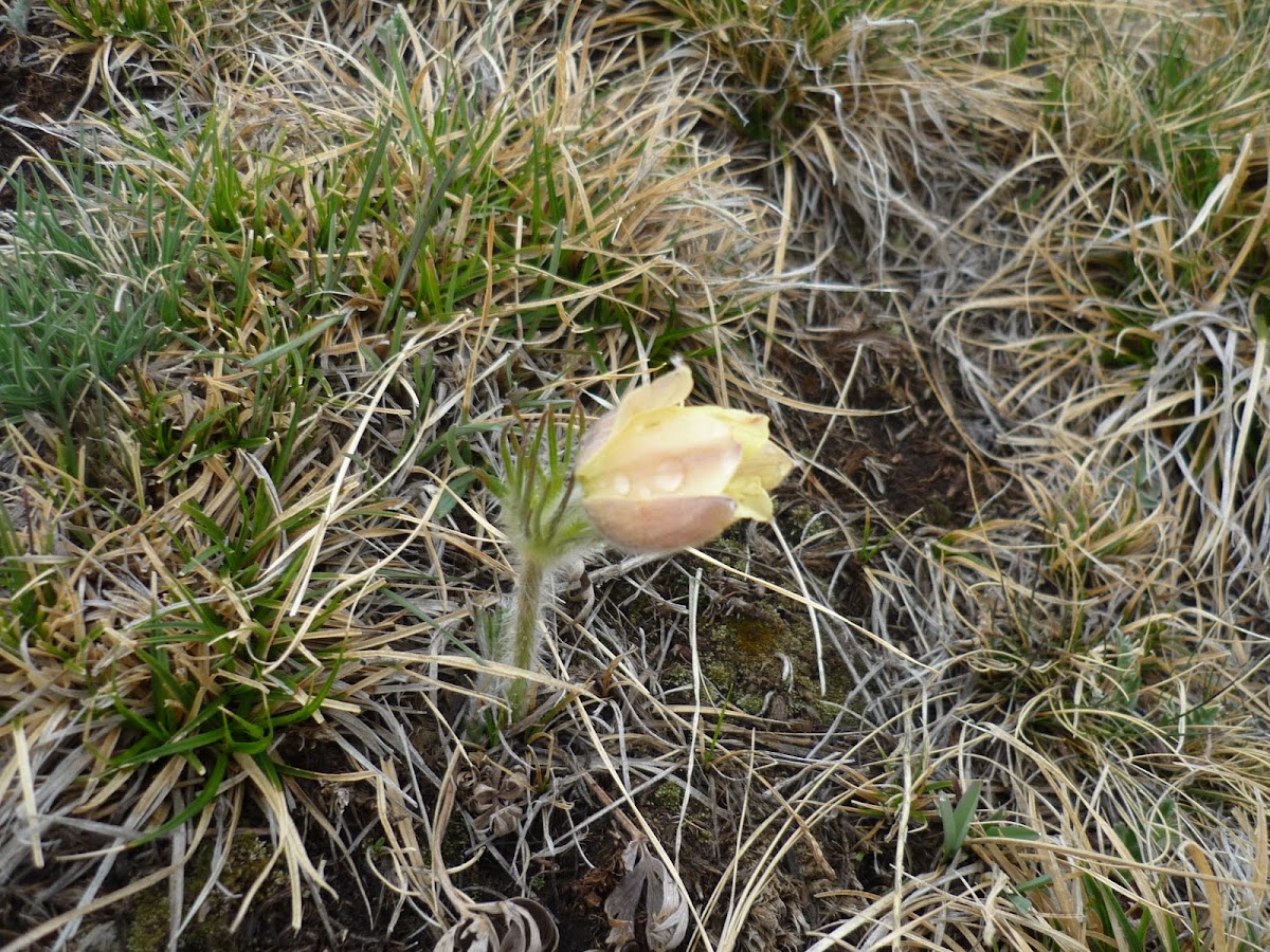 pasque flower