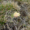pasque flower