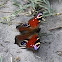 European Peacock Butterfly