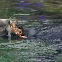 Sea otter