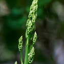 Asparagus