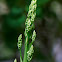 Asparagus