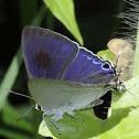 Zeus' Hairstreak