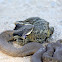 Eastern Hognose Snake
