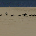 Black Skimmer