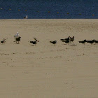 Black Skimmer