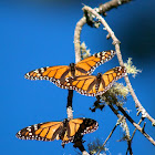 Monarch butterflies