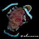 Spanish Dancer