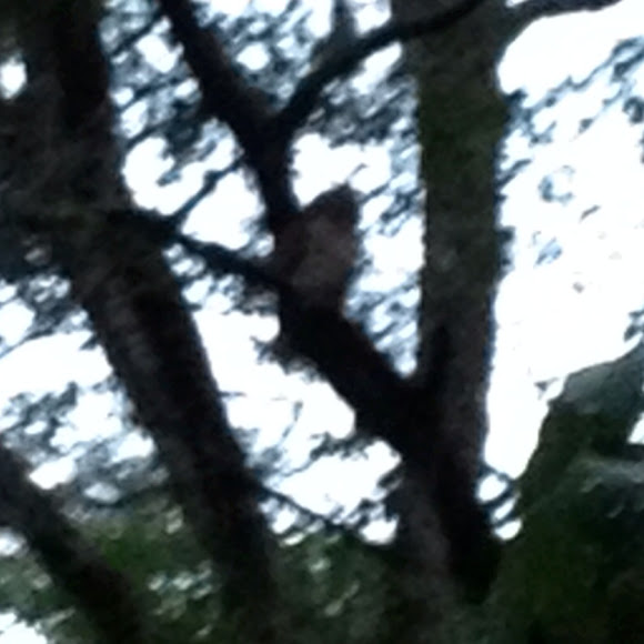 Spotting Image 1