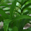 Starry False Solomon's Seal