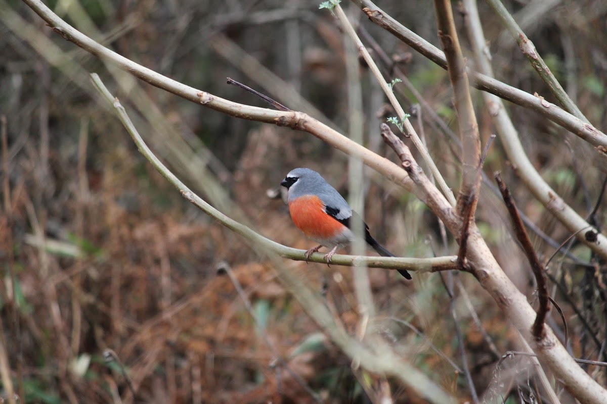 Grey-headed Bullfinch
