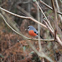 Grey-headed Bullfinch