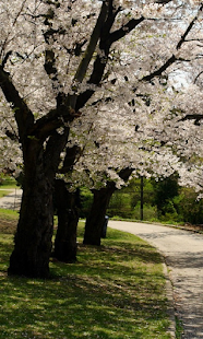 How to download Spring Live Wallpaper patch 1.0 apk for laptop