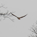 red-tailed hawk