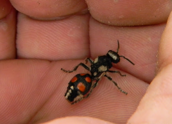 Spotting Image 1