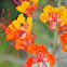 Pride of Barbados