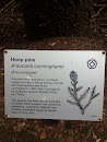 Hoop Pine