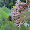 Skipper Butterfly