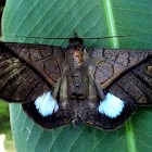Ischyja Moth