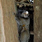 Black-tufted marmoset, Sagui de tufo preto(Brazil)