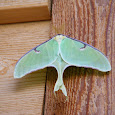 Ohio Lepidoptera