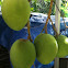 Mangos