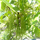 Pecan catkin