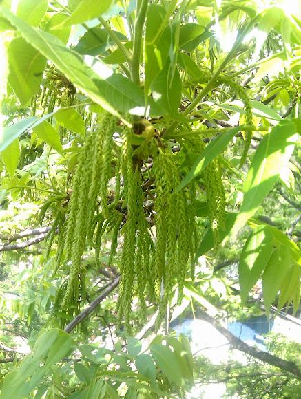Spotting Image 1