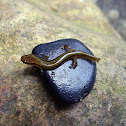 Blue Ridge two-lined salamander